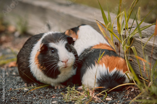 two cute guinea pigs adorable american tricolored with swirl on head in park eating grasses