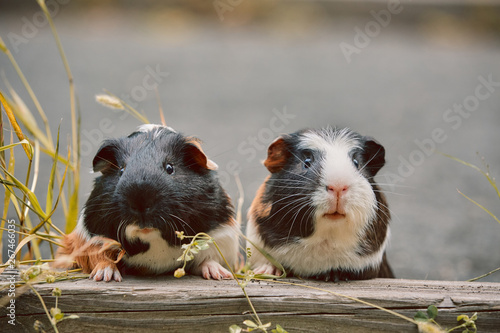 Schilderij op canvas two cute guinea pigs adorable american tricolored with swirl on head in park eat