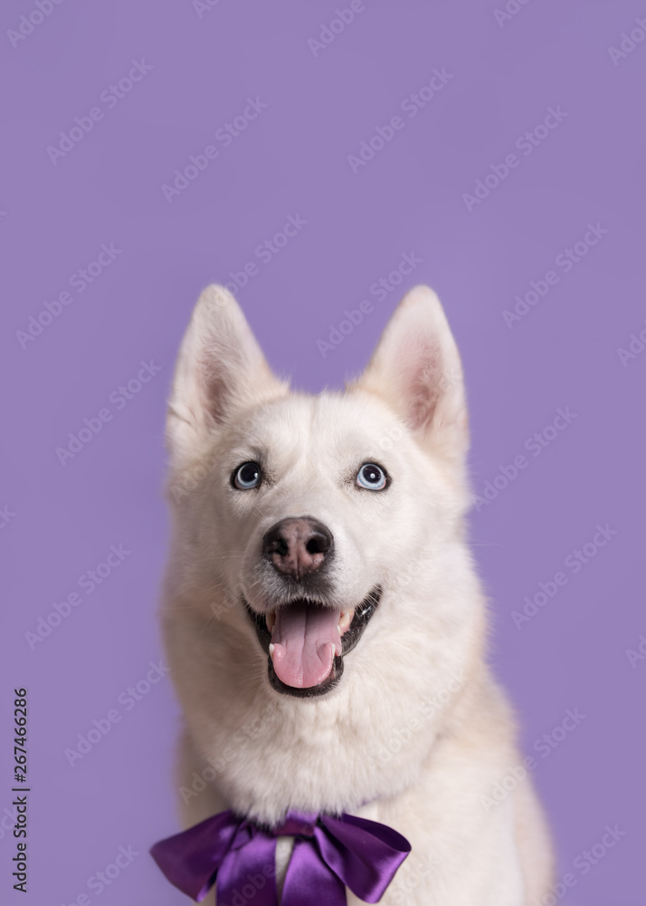 Cute white siberian husky dog with violet bow tie on lilac background. Holiday card with pet. Portrait of funny dog. Copy space Cute white siberian husky dog with violet bow tie on lilac background. Holiday card with pet. Portrait of funny dog. Copy space