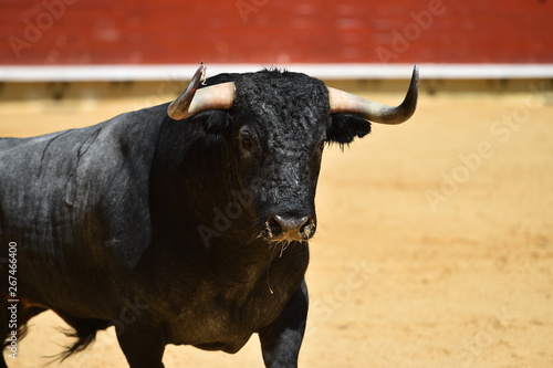 bull in spanish bullring