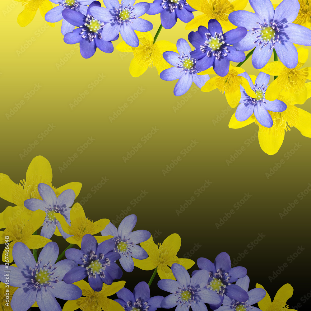 Beautiful floral background of liverwort and buttercups. Isolated