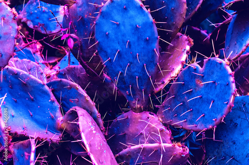 cacti in the tropics. neon. pink and blue color. summer. background and texture