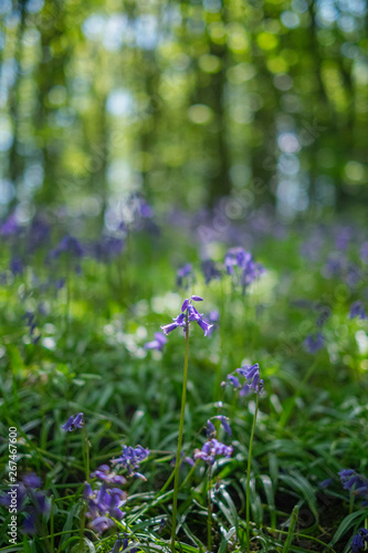 Blooming Bluebells flower in spring, United Kingdom
