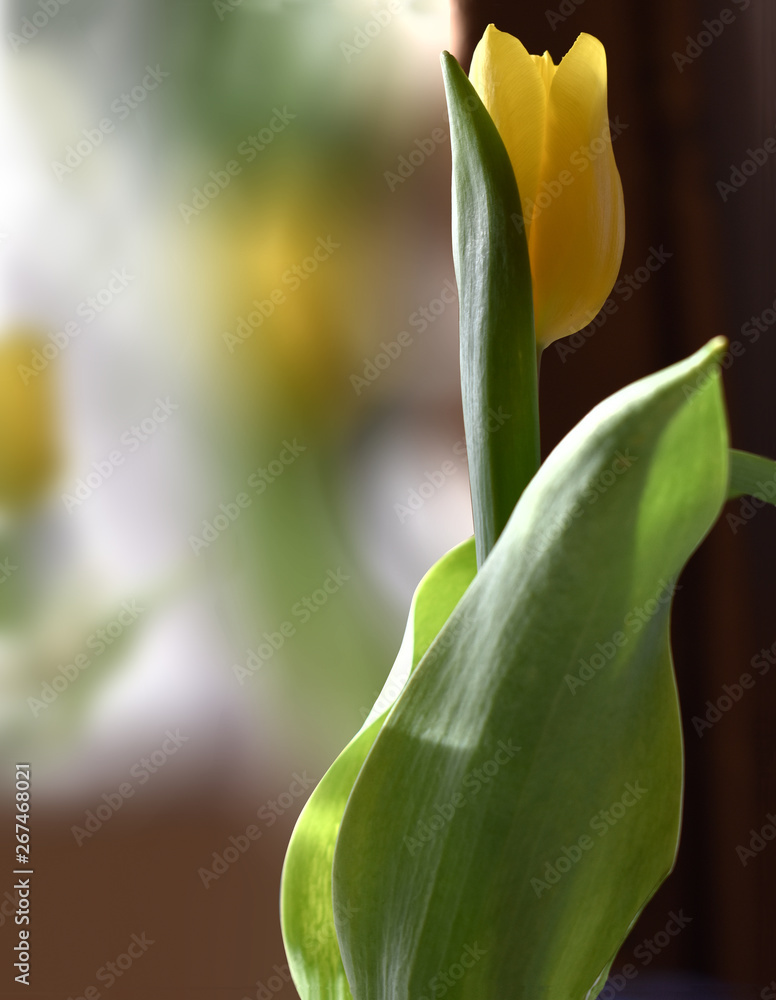 Obraz premium Tulip with background