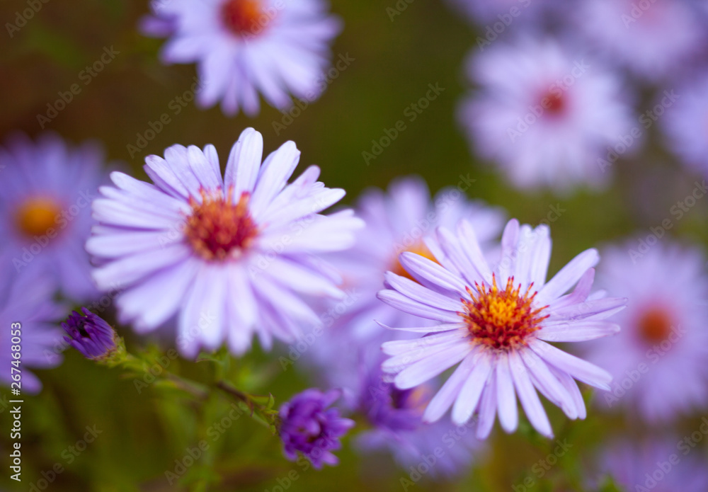 Blue aster flowers.