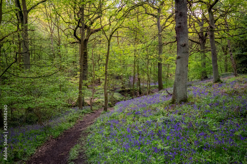 Blooming Bluebells flower in spring, United Kingdom Blooming Bluebells flower in spring, United Kingdom