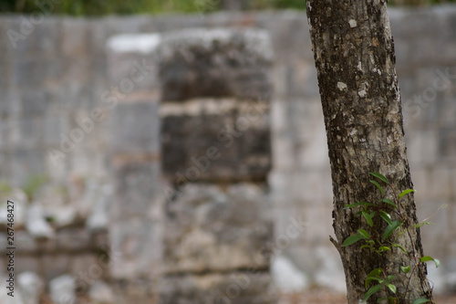 Arboles en Chichén Itzá 
