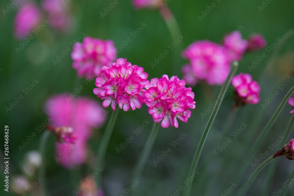 Fototapeta premium pink flowers in garden