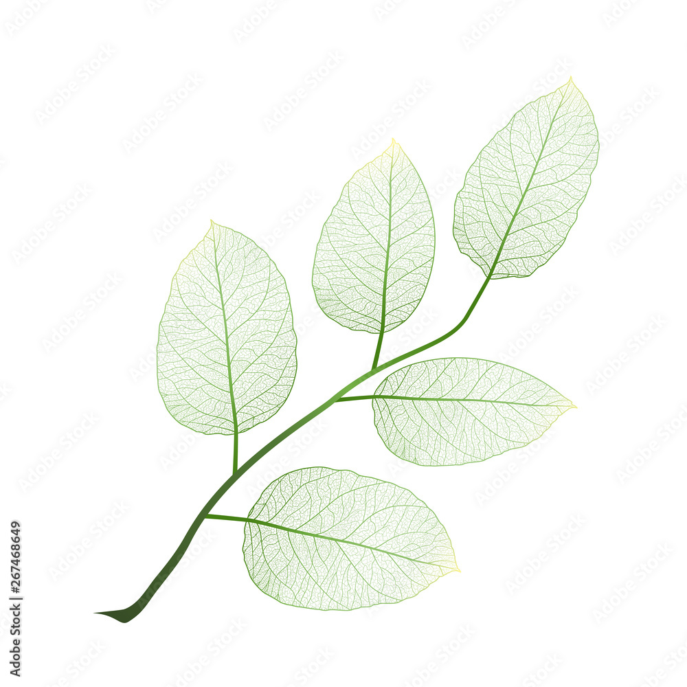 Fototapeta premium Leaf isolated. Vector illustration. EPS 10