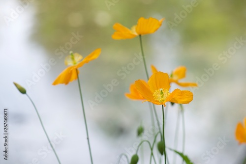 yellow flowers in the garden