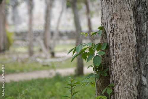 Arboles en Chichén Itzá 