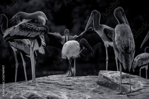 Migratory birds at Ranganathittu Bird Sanctuary photo