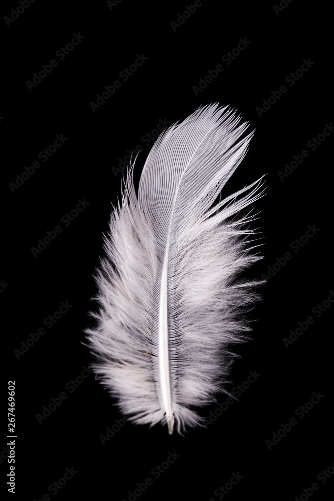Obraz premium White Feather Flying