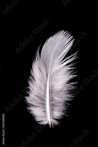 White Feather Flying