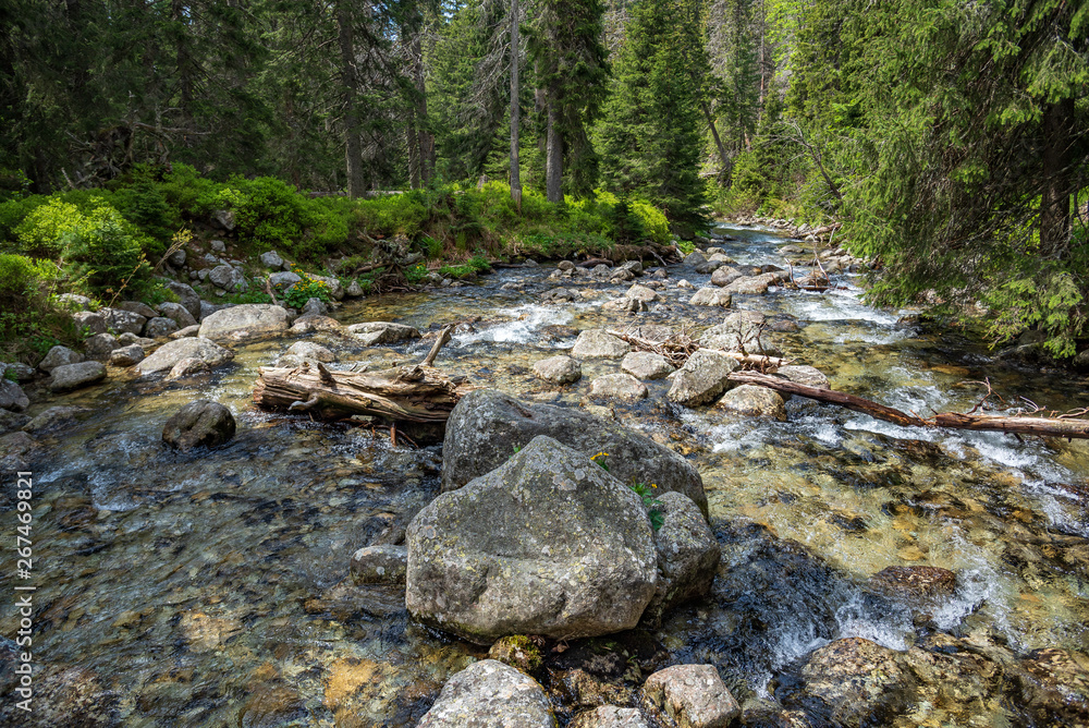 Alpine landscape. Rapid mountain river and coniferous alpine forest. Alpine landscape. Rapid mountain river and coniferous alpine forest.