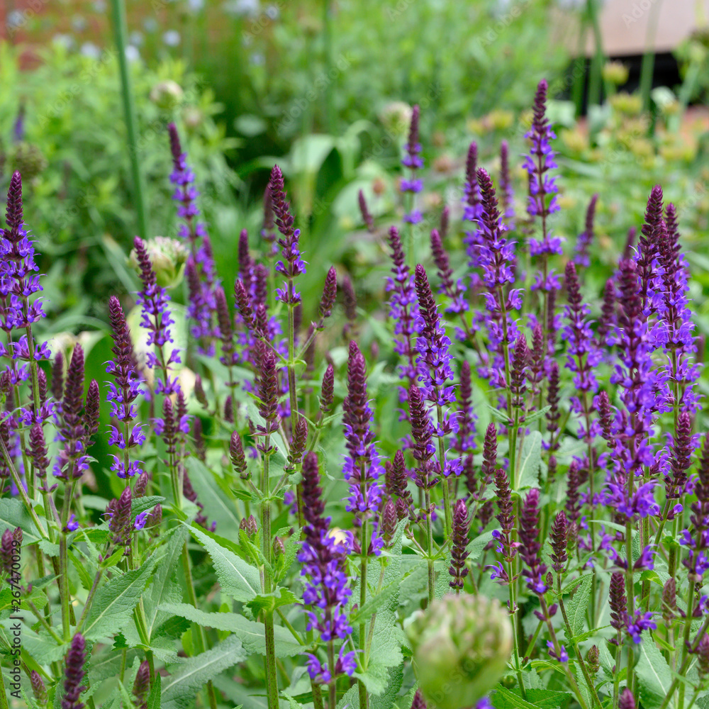 Obraz premium field of deep blue salvia (garden sage) reaching for the sun