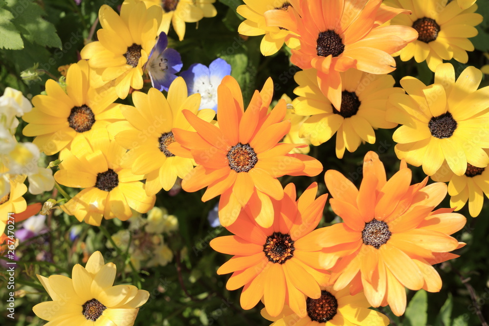 那賀川堤の花畑のアフリカキンセンカ Stock Photo Adobe Stock