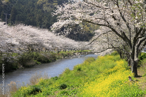 那賀川堤の桜並木と菜の花