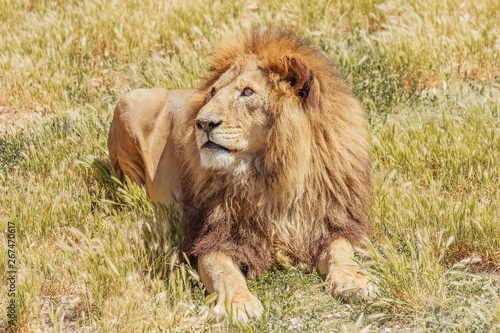 Fototapeta Naklejka Na Ścianę i Meble -  beautiful lion lying on the grass