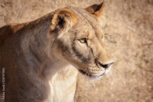 portrait of a lioness at sunset