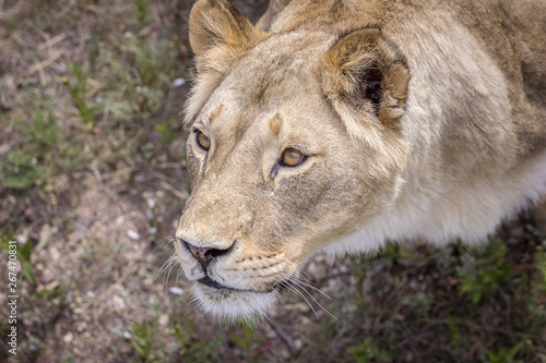 beautiful young lion looking up