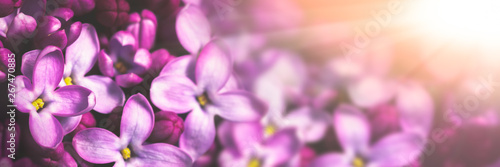 Banner Of Blooming Purple Lilac Flowers Background With Sunlight