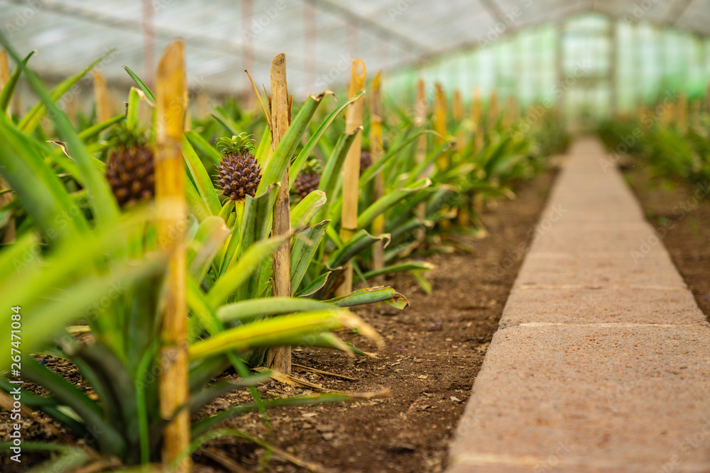 Aprender sobre 50+ imagem pineapple farm sao miguel br.thptnganamst