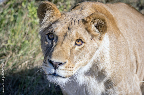 A lioness watches intently as an illegal drone flies overhead