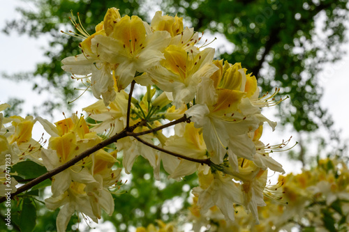 Beautiful yellow azalea flowers on tree