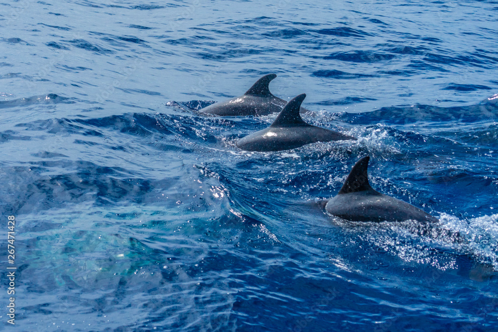 Fototapeta premium azores sao miguel dolphin watchin spotting