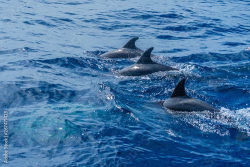 azores sao miguel dolphin watchin spotting © EnricoPescantini