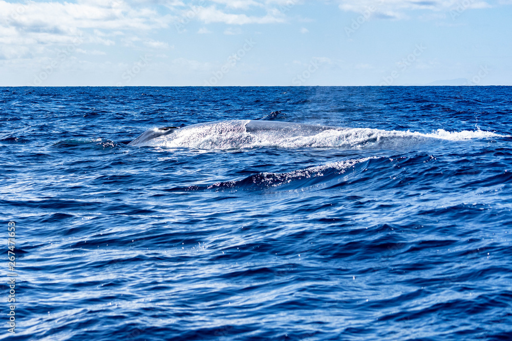 azores sao miguel whale watching azores sao miguel whale watching