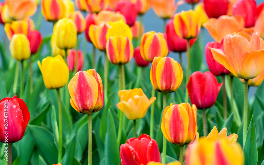 Tulips are blooming at spring time Tulips are blooming at spring time