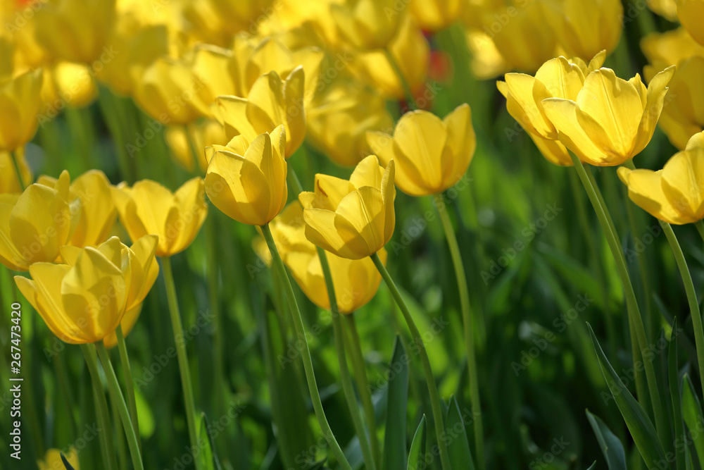 Colorful bright tulips blossom in early spring Colorful bright tulips blossom in early spring