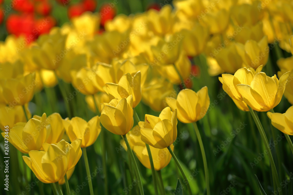 Colorful bright tulips blossom in early spring Colorful bright tulips blossom in early spring