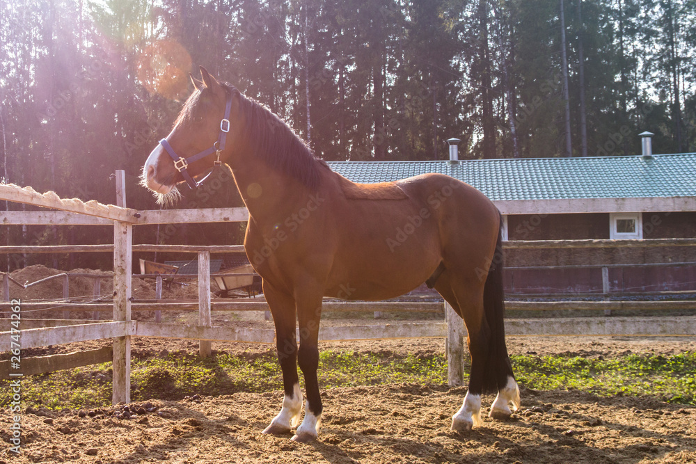 very beautiful horse in harness on a farm full-length photo