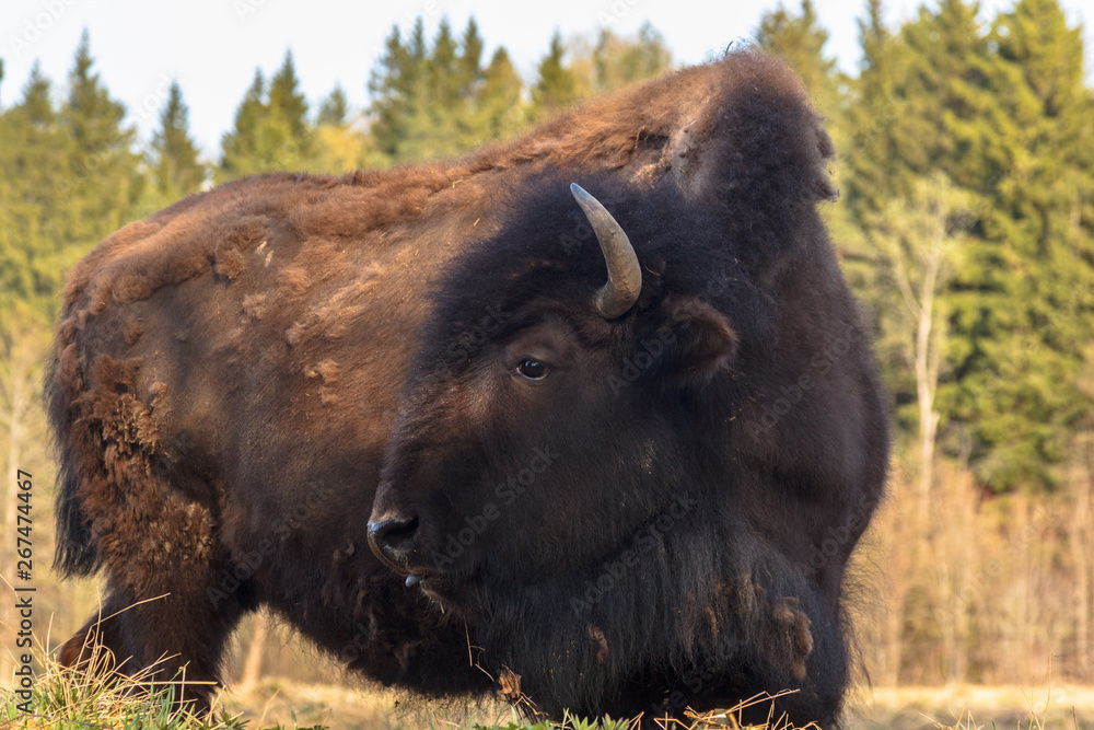 huge bison walks across the field and eat branches and grass photographed in the Northern part of Russia huge bison walks across the field and eat branches and grass photographed in the Northern part of Russia