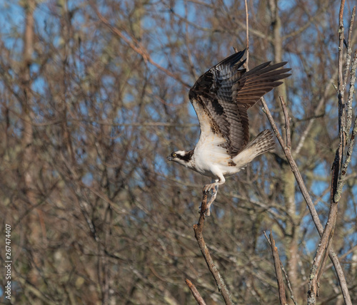 Osprey