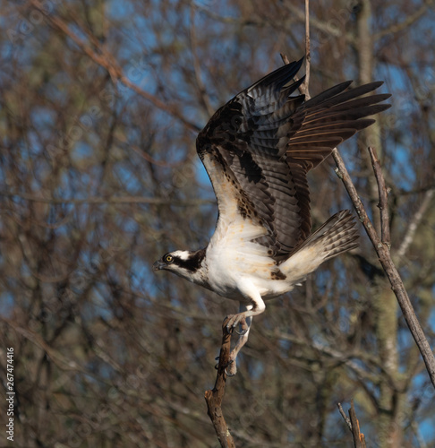 Osprey