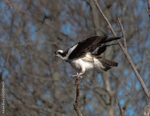 Osprey