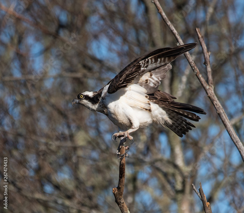 Osprey