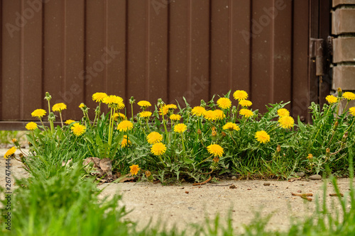 Yellow dandelions on the background of the fence in spring