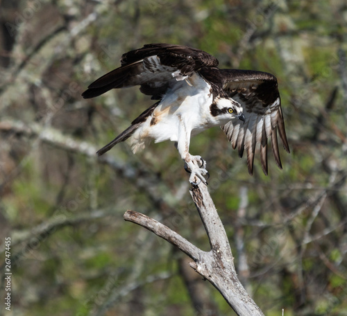 Osprey