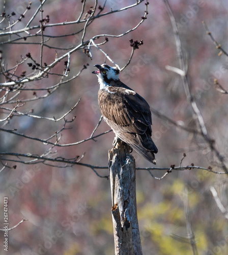 Osprey
