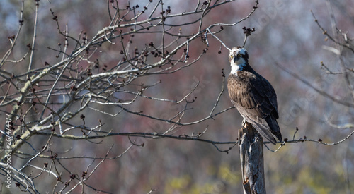 Osprey