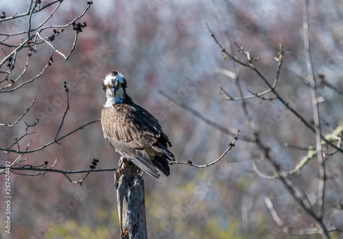 Osprey