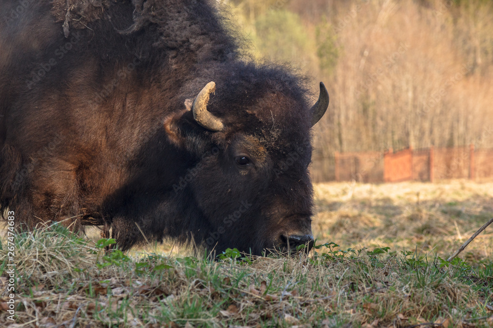 huge bison walks across the field and eat branches and grass photographed in the Northern part of Russia