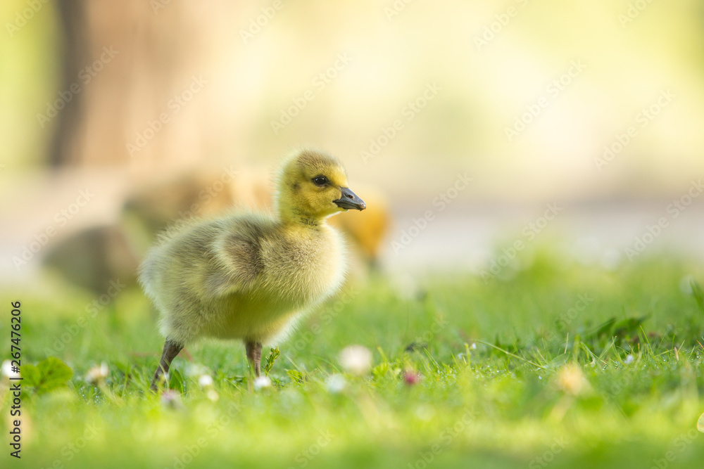 Adorable baby goose walking in grass Adorable baby goose walking in grass