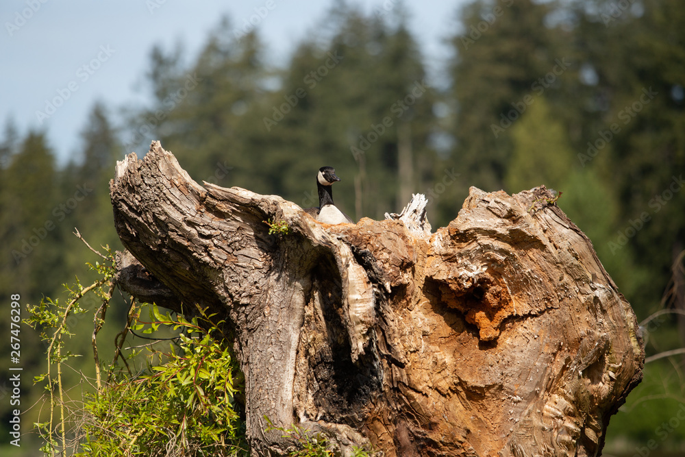 Fototapeta premium Canada goose perched in large tree stump