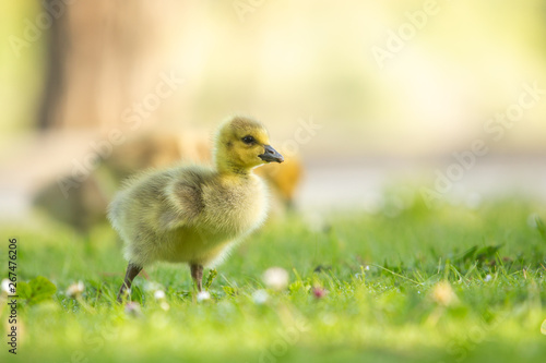 Adorable baby goose walking in grass
